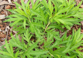擇藜蒿手臟怎么洗？藜蒿和水芹菜的區(qū)別