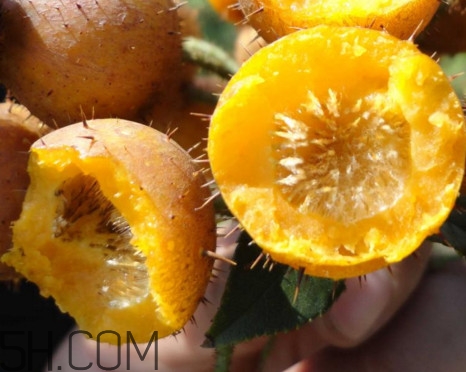 刺梨能降血壓?jiǎn)?？刺梨是哪里的特產(chǎn)