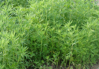 藜蒿是什么植物？藜蒿怎么種植