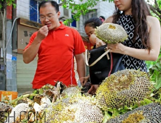 葵花籽不能和什么一起吃？葵花籽什么時(shí)候成熟