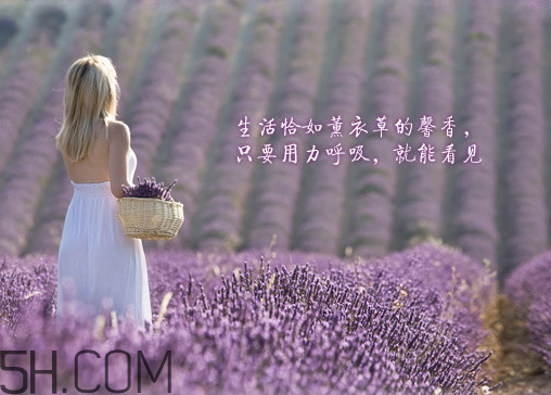 香柏樹薰衣草敏感修復(fù)乳液怎么樣？多少錢？