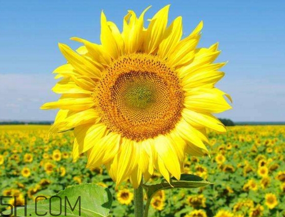 向日葵什么時(shí)候開花？向日葵什么時(shí)候成熟