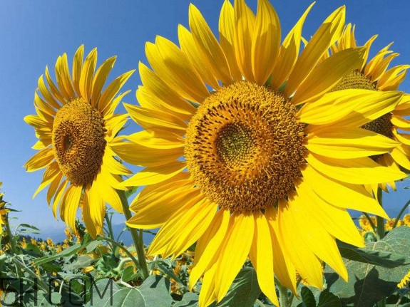 向日葵什么時(shí)候開花？向日葵什么時(shí)候成熟