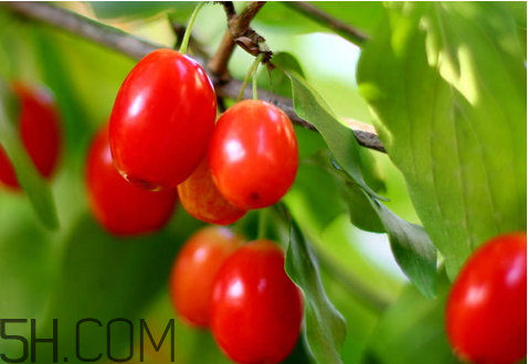 山茱萸什么時(shí)候成熟？山茱萸什么時(shí)候結(jié)果？