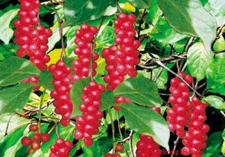 山茱萸什么時(shí)候成熟？山茱萸什么時(shí)候結(jié)果？