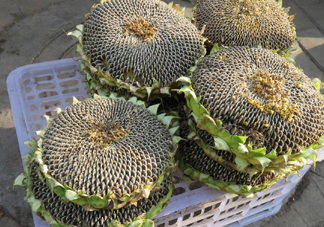 一朵向日葵能結多少葵花籽？葵花籽為什么也會致癌