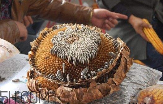 葵花籽怎么弄下來？葵花籽怎么脫粒
