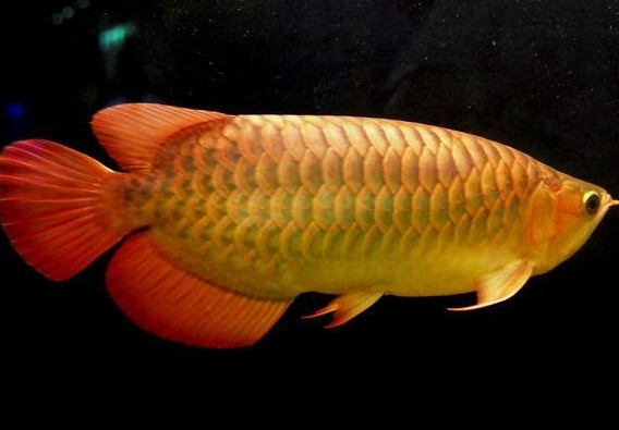 金龍魚能吃嗎？紅龍魚貴還是金龍魚貴
