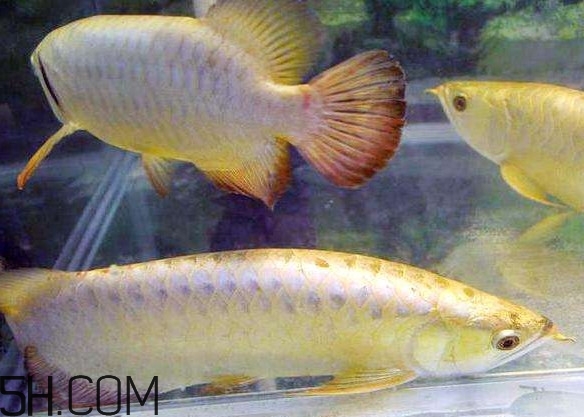 金龍魚有什么寓意？金龍魚有幾個(gè)品種