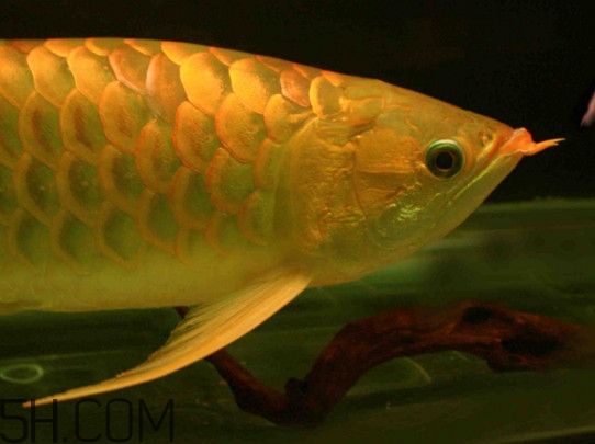 什么魚和金龍魚一起養(yǎng)好？金龍魚怎么養(yǎng)
