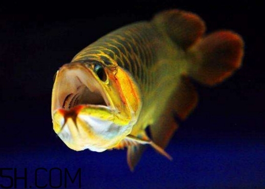 金龍魚有什么寓意？金龍魚有幾個(gè)品種