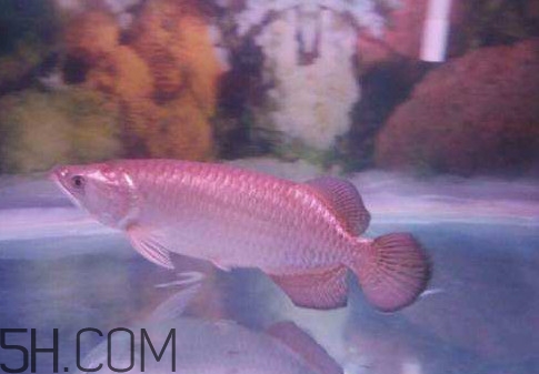 金龍魚是怎么繁殖？養(yǎng)金龍魚有什么講究