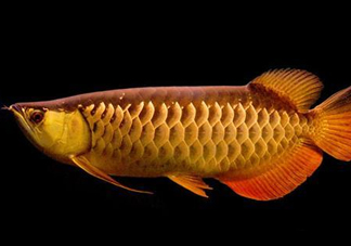 什么魚和金龍魚一起養(yǎng)好？金龍魚怎么養(yǎng)