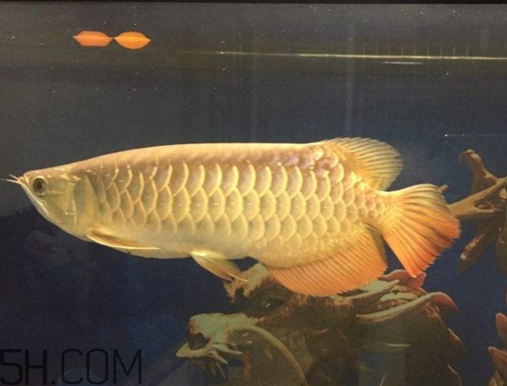 金龍魚是什么魚？金龍魚多少錢一條