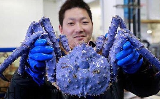 藍色梭子蟹可以吃嗎？梭子蟹蟹腿變藍可以吃嗎