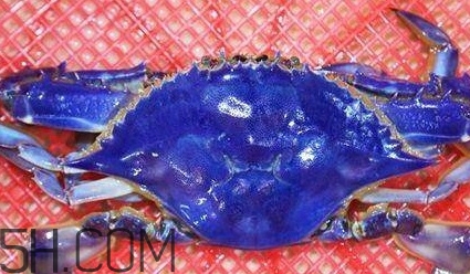 藍色梭子蟹可以吃嗎？梭子蟹蟹腿變藍可以吃嗎