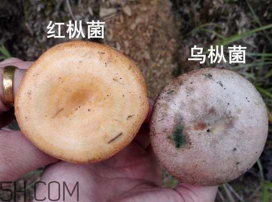樅樹菌有點霉了能吃嗎？樅樹菌能和皮蛋一起吃嗎