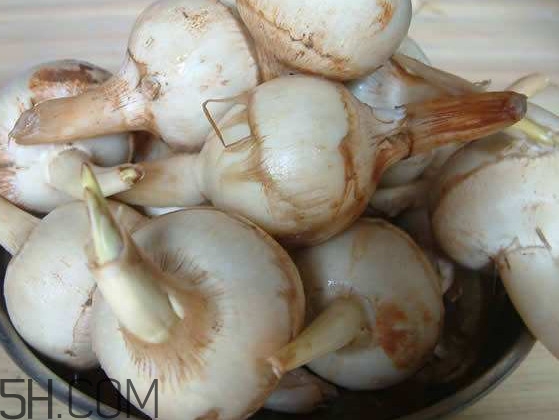 慈菇是什么？慈菇怎么吃