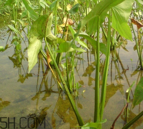 慈菇什么時候種？慈菇什么季節(jié)有