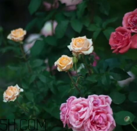 香水工坊茶玫瑰tea rose好聞嗎？tea rose香水有假貨嗎？