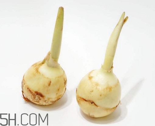 慈菇什么時候種？慈菇什么季節(jié)有