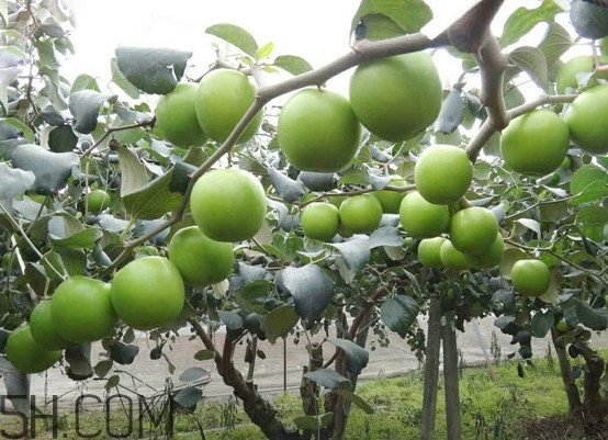 青棗核可以種嗎？青棗種植方法及管理