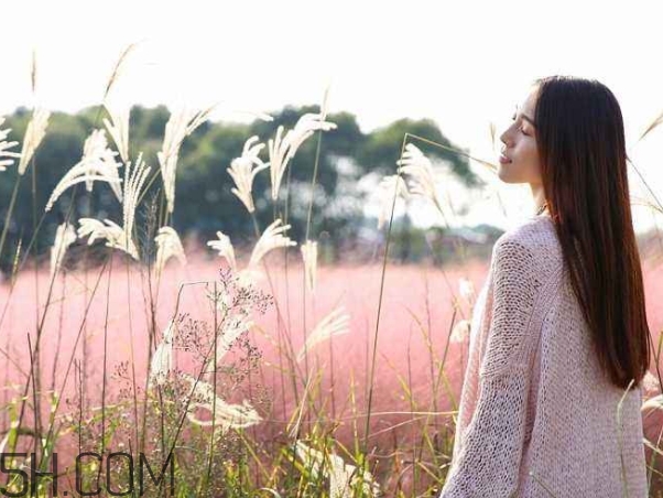 粉黛亂子是什么植物？粉黛亂子草花語