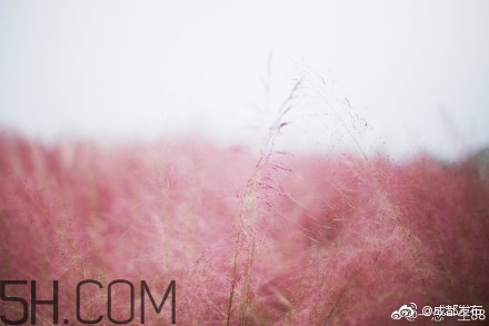 粉黛亂子是什么植物？粉黛亂子草花語