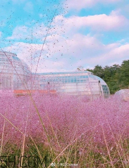 粉黛亂子是什么植物？粉黛亂子草花語
