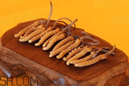 冬蟲(chóng)夏草是動(dòng)物還是植物？冬蟲(chóng)夏草是藥食同源嗎