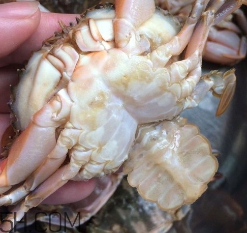 花蓋蟹和梭子蟹哪個好吃？花蓋蟹和梭子蟹區(qū)別