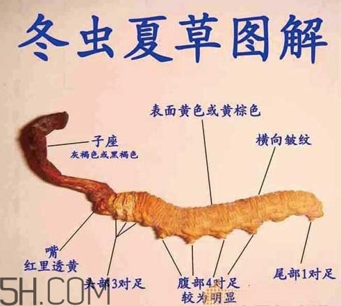 冬蟲(chóng)夏草為什么這么貴？冬蟲(chóng)夏草功效有哪些