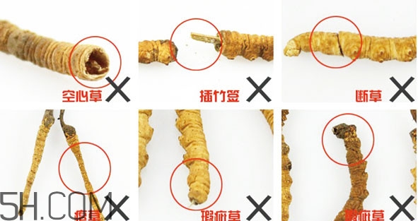 冬蟲夏草有假的嗎？冬蟲夏草不抗癌