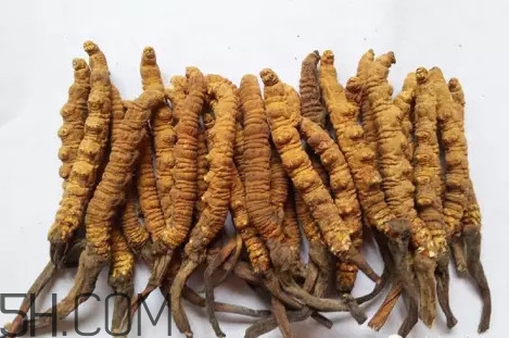 冬蟲夏草真的冬天是蟲夏天是草嗎？冬蟲夏草是怎么長成
