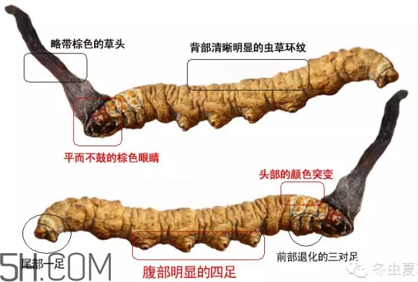 冬蟲夏草怎么保存？冬蟲夏草怎么挑選