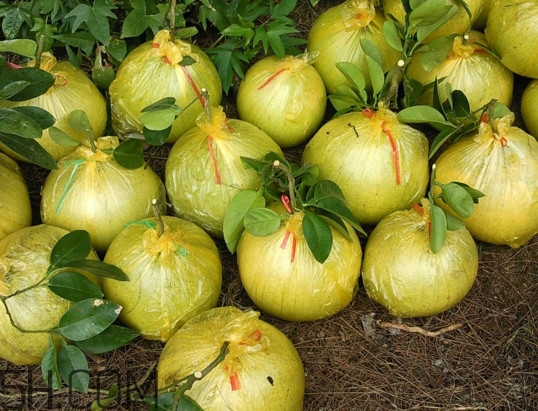 文旦上火嗎？文旦種植環(huán)境條件