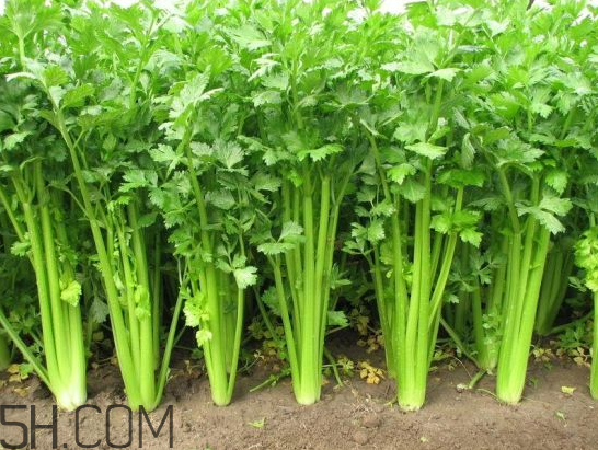 吃什么食物會導致失眠？睡前吃巧克力會導致失眠嗎？