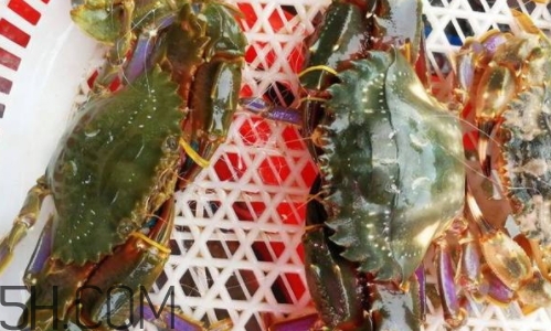 海虹蟹好吃嗎？海虹蟹多少錢一斤