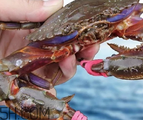 海虹蟹好吃嗎？海虹蟹多少錢一斤