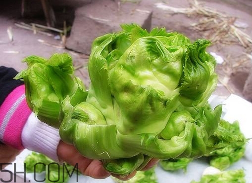 兒菜怎么種？兒菜怎么腌制