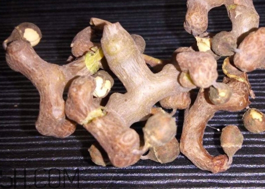 雞爪梨解酒是真的嗎？雞爪梨種下幾年能開花結(jié)果