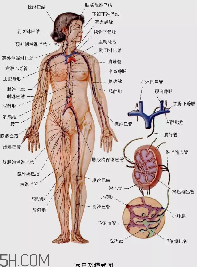 淋巴癌最嚴(yán)重時(shí)會(huì)成什么樣子？淋巴瘤能治好嗎