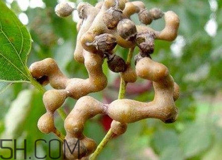 雞爪梨解酒是真的嗎？雞爪梨種下幾年能開花結(jié)果