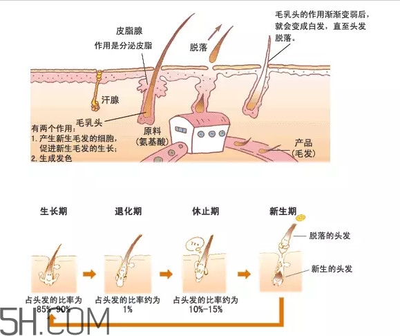 禿頂了還能長出頭發(fā)嗎？禿頂和性欲太強是不是有關