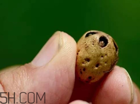 南酸棗可以泡酒嗎？南酸棗果核有什么功效