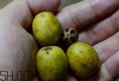 南酸棗可以泡酒嗎？南酸棗果核有什么功效