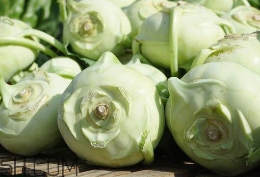 大頭菜是發(fā)物嗎？大頭菜是卷心菜嗎
