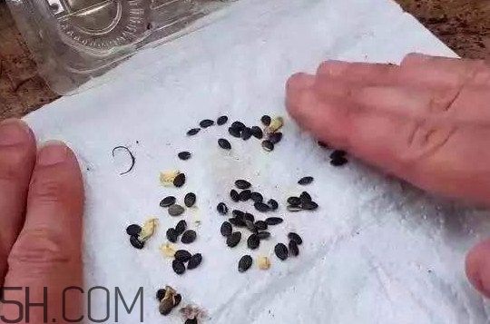 百香果的皮有什么作用？百香果籽可以種嗎