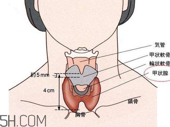 甲狀腺結節(jié)掛什么科？甲狀腺結節(jié)可以懷孕嗎
