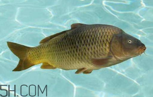 野生黃河鯉魚多少錢一斤？黃河鯉魚有幾根須